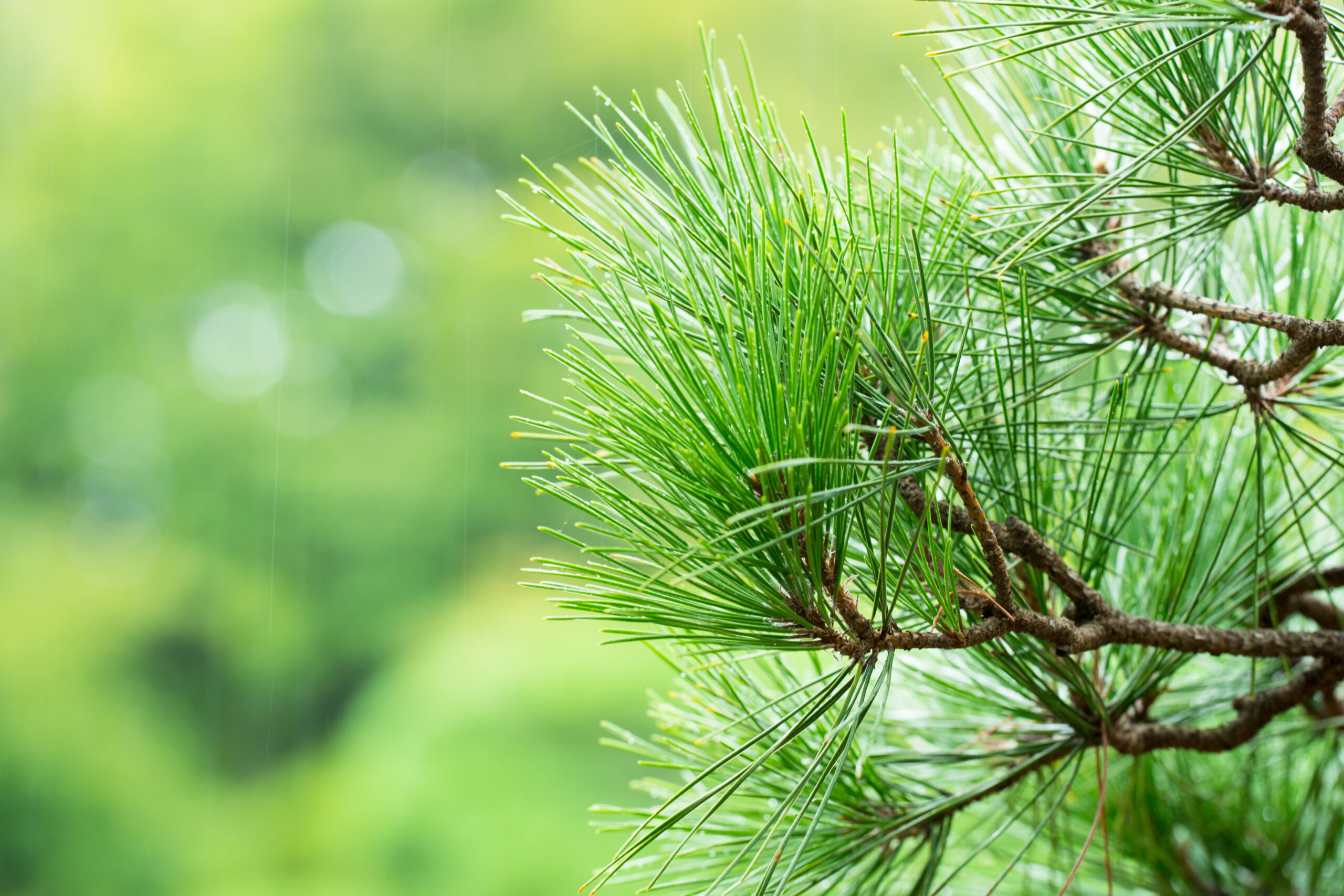 Pine tree symbolizing longevity