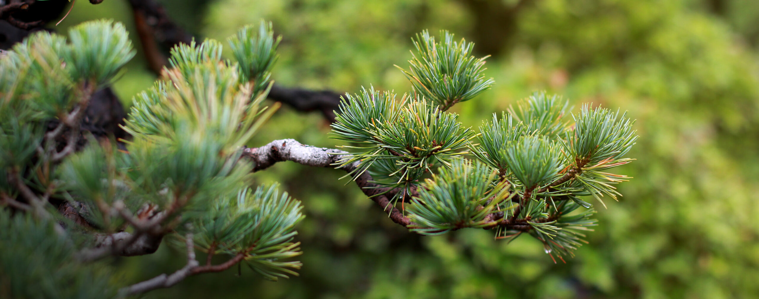 Chitose Midori — deep evergreen pine green