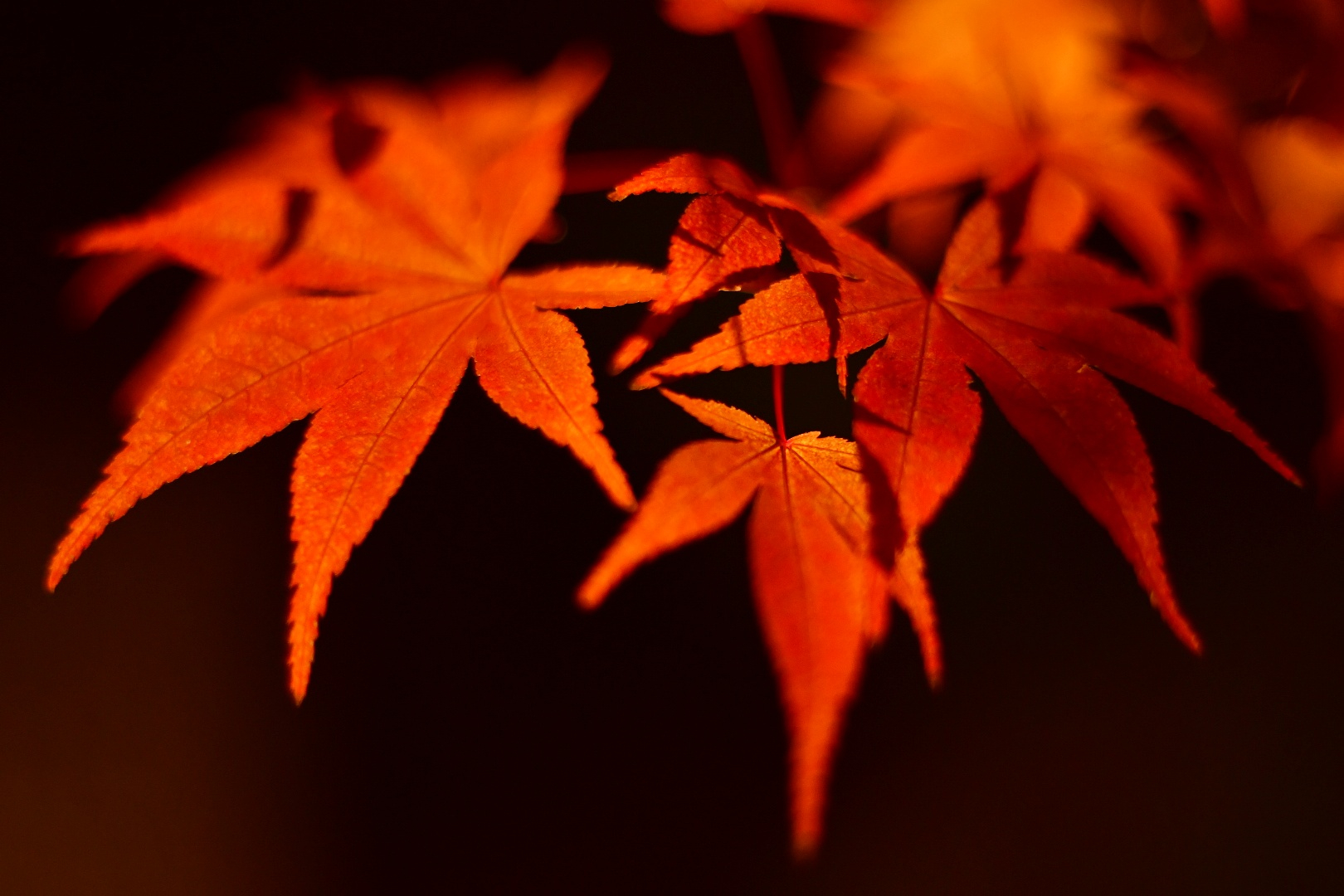 Yu Momiji — crimson maple leaves emerging from darkness